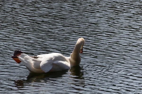 Лебедь Озере — стоковое фото