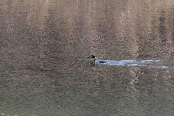 Ente Wasser — Stockfoto