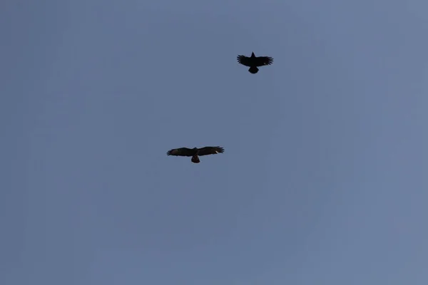Vogel Himmel — Stockfoto