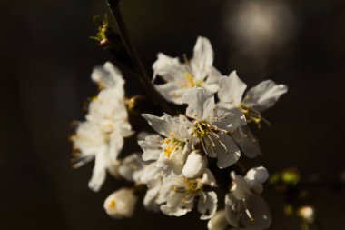 İlkbaharda açan ağaç
