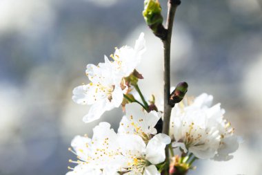 İlkbaharda açan ağaç