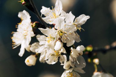 İlkbaharda açan ağaç