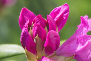 Pembe çiçeğe yaklaş.