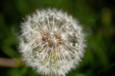 Yeşil arka planda karahindiba