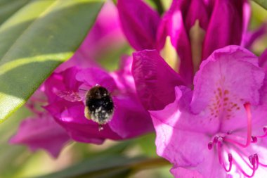 Pembe çiçekli arı
