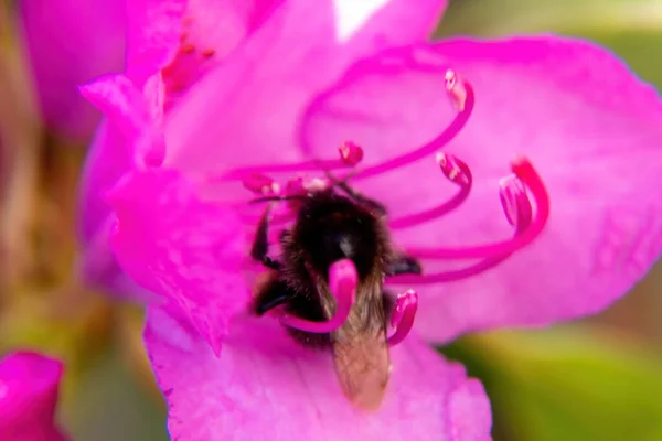 Včela Růžovém Květu — Stock fotografie