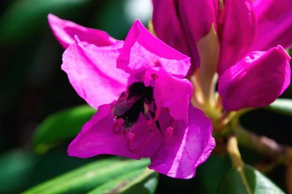 Pszczoła Różowym Kwiatku — Zdjęcie stockowe