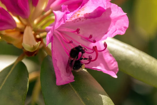 Μέλισσα Ροζ Λουλούδι — Φωτογραφία Αρχείου