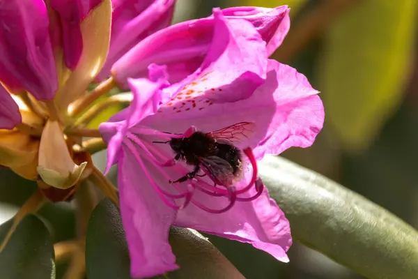 Пчела Розовом Цветке — стоковое фото