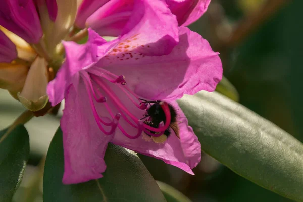 stock image bee on pink flower