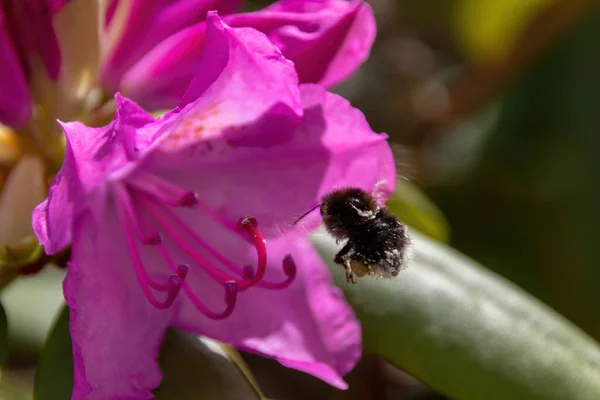 Včela Růžovém Květu — Stock fotografie