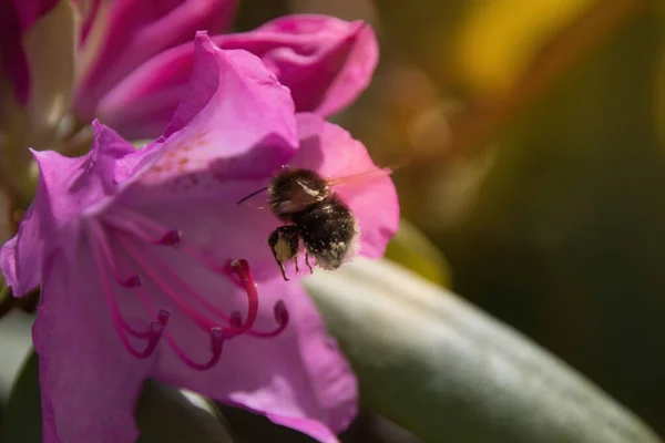 Μέλισσα Ροζ Λουλούδι — Φωτογραφία Αρχείου