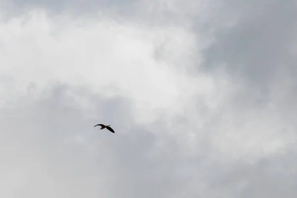 Птица Небе — стоковое фото