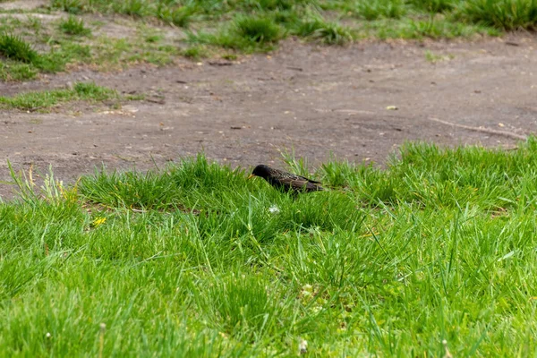 Vogel Auf Dem Gras — Stockfoto