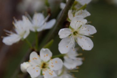 tomurcuklu bir ağaç dalı