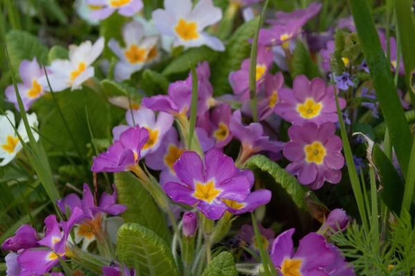 stock image purple crocus flowers in spring