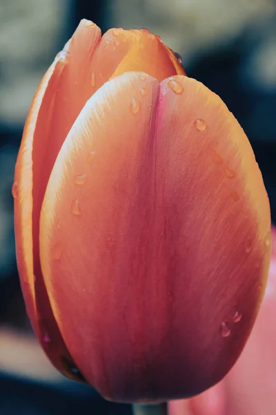 Zbliżenie Różowy Tulipan — Zdjęcie stockowe
