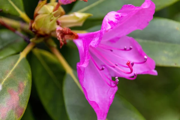 Close Pink Flower — Stock Photo, Image