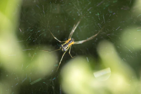 Örümcek Ağda — Stok fotoğraf