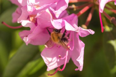 Pembe çiçekli arı
