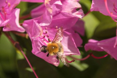 Pembe çiçekli arı