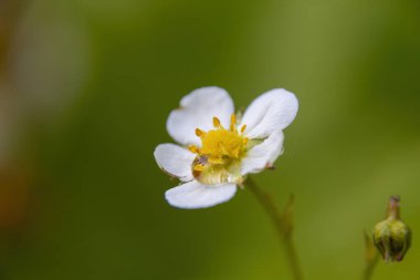 Bahçedeki beyaz çiçek