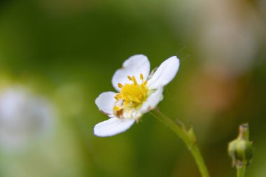 Bahçedeki beyaz çiçek