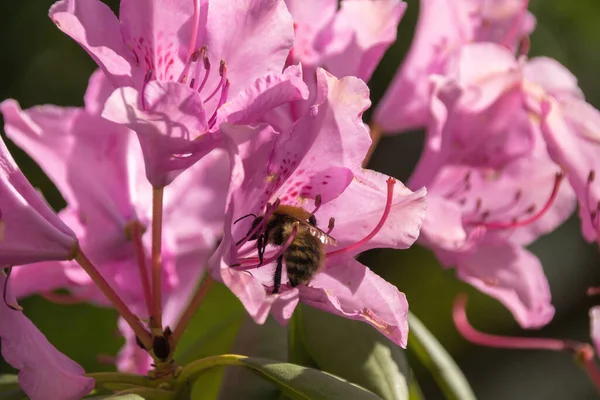 stock image bee on pink flower