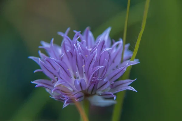 Nahaufnahme Einer Lila Blume — Stockfoto