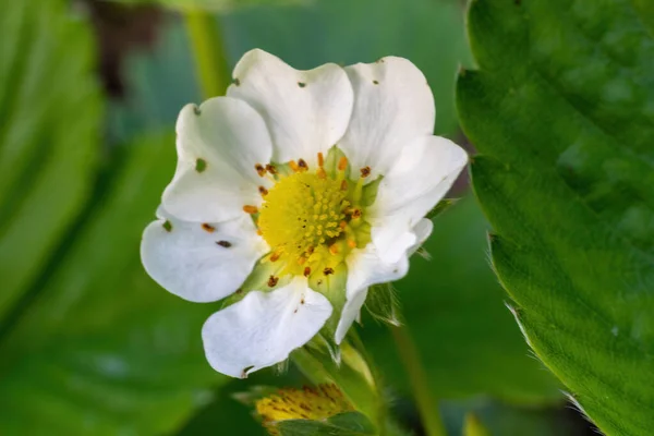 Beyaz Bir Çiçeğe Yaklaş Stok Resim