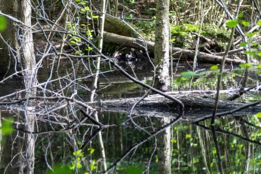 Ağaçtaki kuş yuvası