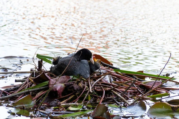 Kaczki Jeziorze — Zdjęcie stockowe