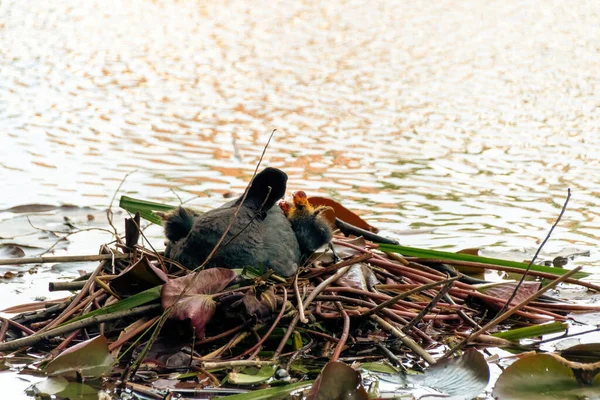 湖上的鸭子 — 图库照片