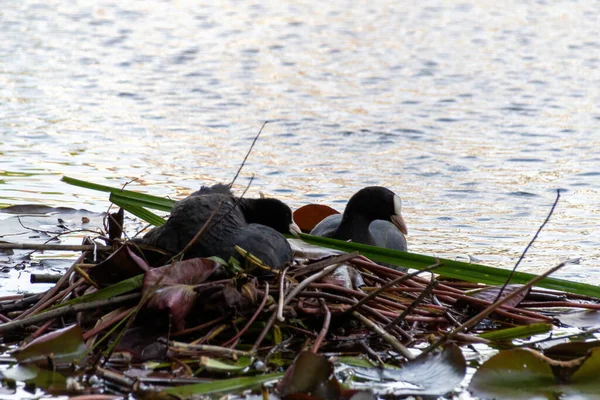 湖上的鸭子 — 图库照片