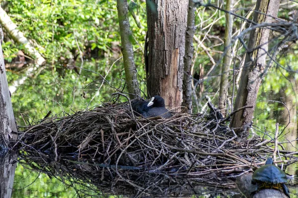 Птичье Гнездо Дереве — стоковое фото