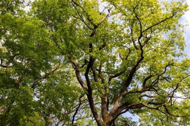 Gökyüzündeki yapraklar