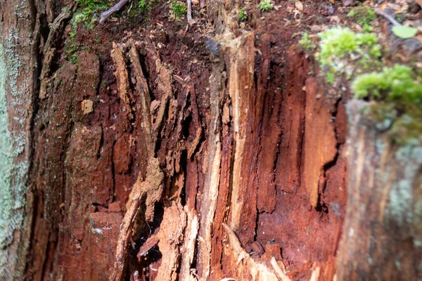 Bark Från Ett Träd — Stockfoto