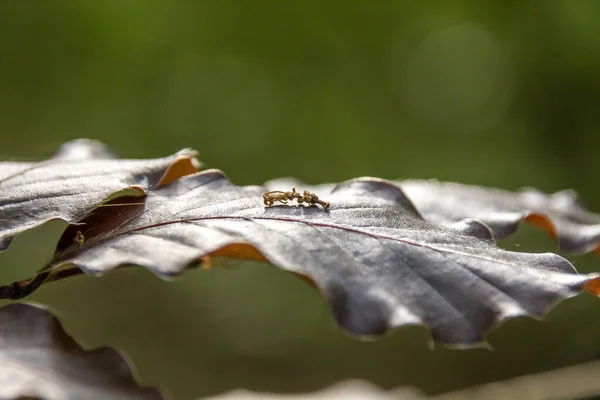 叶子上的蚂蚁 — 图库照片