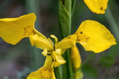 Sarı kelebek bir çiçeğin üzerinde