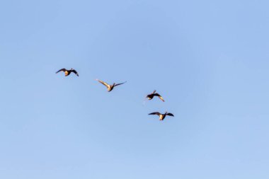 Kuşlar gökyüzünde uçuyor