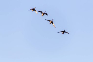 Kuşlar gökyüzünde uçuyor