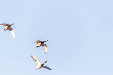 Kuşlar gökyüzünde uçuyor