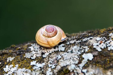 Ağaçtaki salyangoz