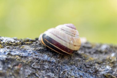 Ağaçtaki salyangoz