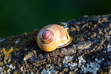 Ağaçtaki salyangoz