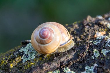 Ağaçtaki salyangoz