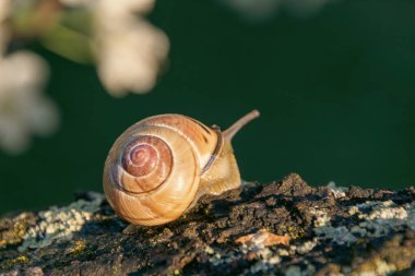 Ağaçtaki salyangoz