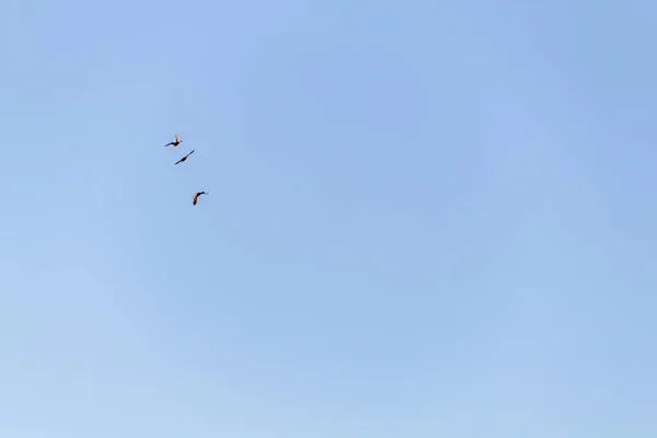 Fåglar Som Flyger Skyn — Stockfoto
