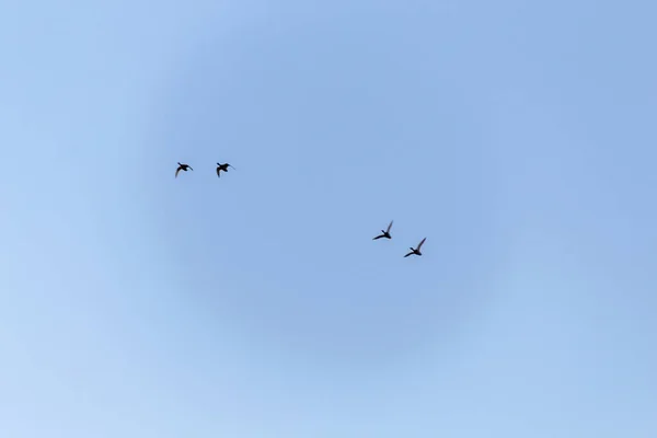Птицы Летают Небе — стоковое фото