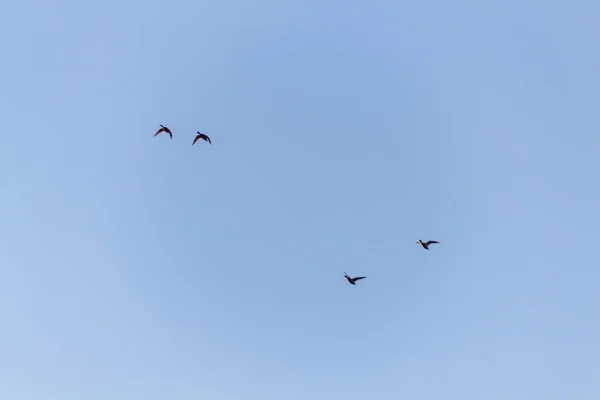 Pássaros Voando Céu — Fotografia de Stock